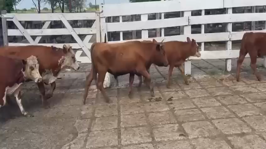 Lote 32 Terneros en Entre Ríos, Hasenkamp