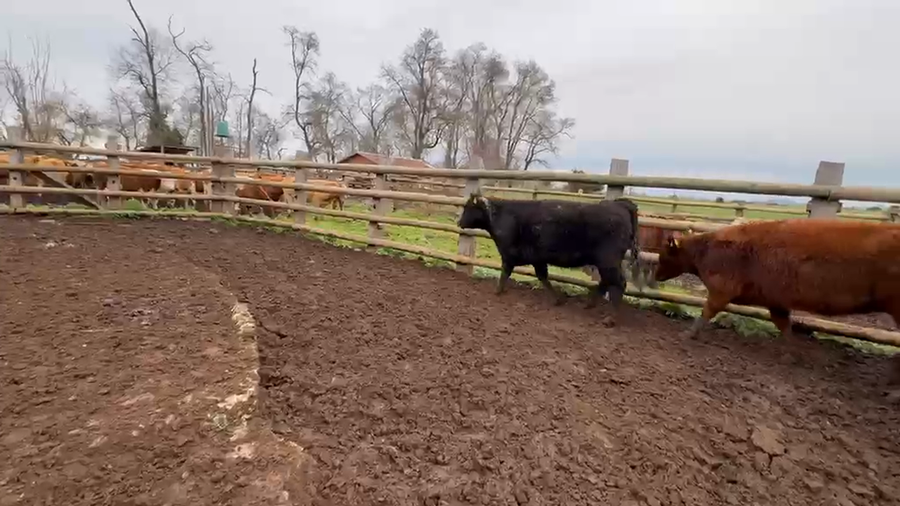 Lote 55 Vaquilla Engorda en Perquenco, IX Región Araucanía