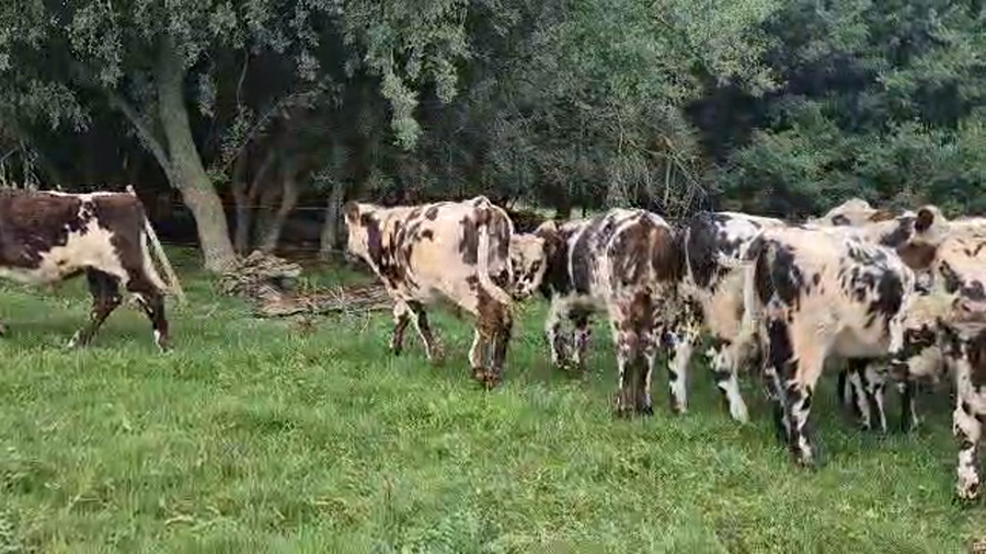 Lote 17 Terneros a remate en Pantalla Camy, San José