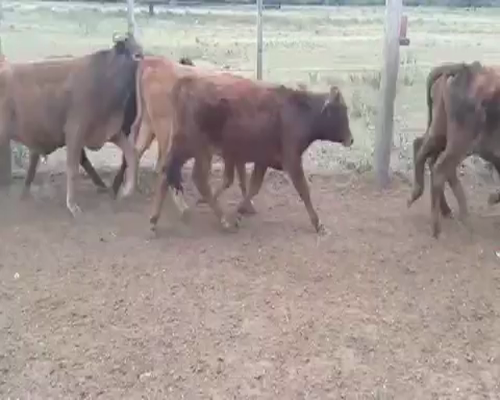 Lote 66 Terneras en Pirané, Formosa