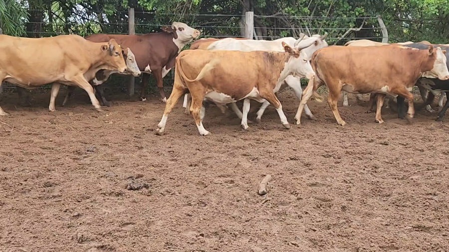 Lote 36 Vacas de invernar en Concepción, Corrientes