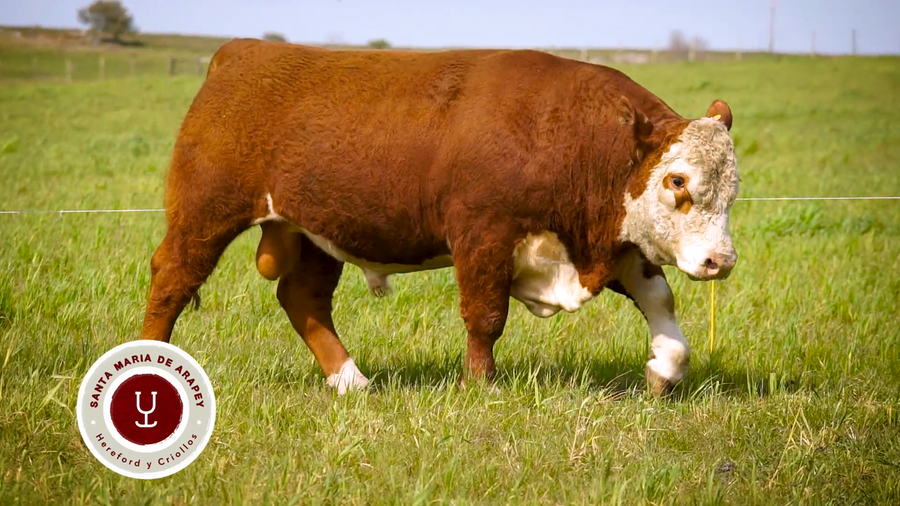 Lote TOROS SANTA MARIA DE ARAPEY