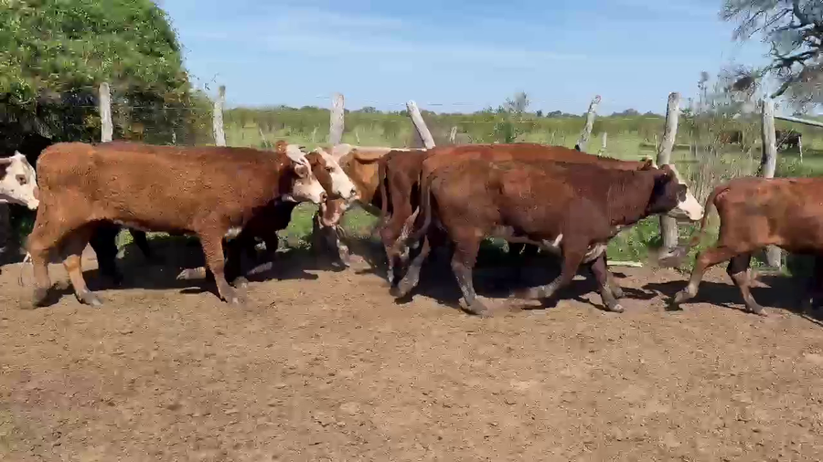 Lote 65 Vacas de invernar