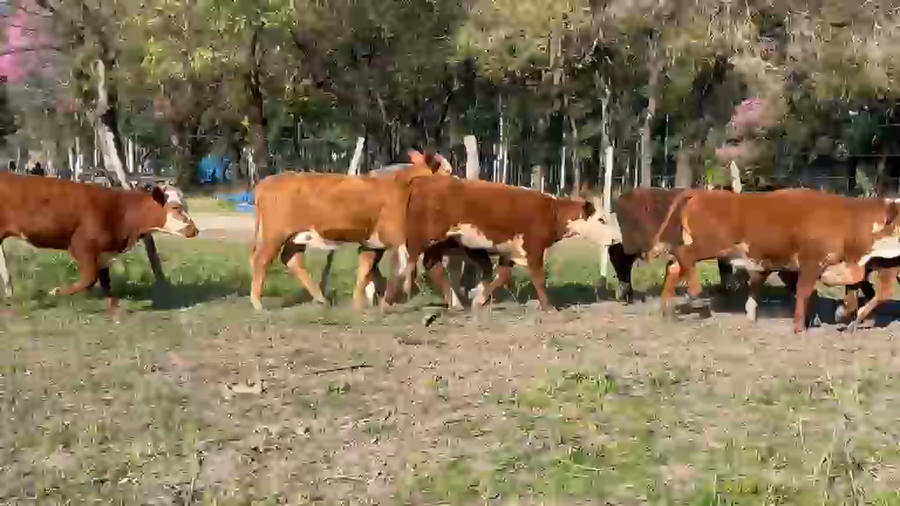 Lote 113 Terneros/as