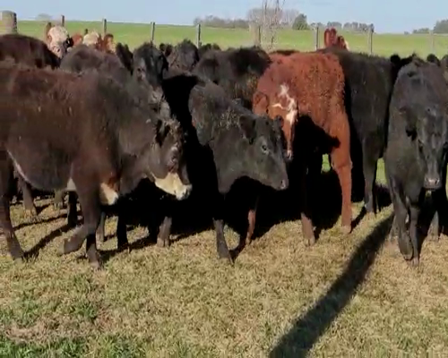 Lote 65 TERNERAS ANGUS DE 230/240 KG, EN BRAGADO, PBA.-