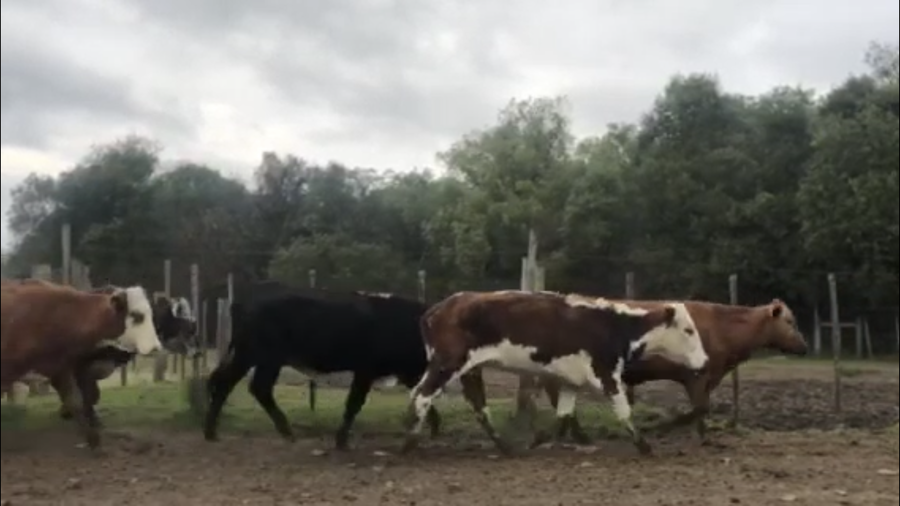 Lote 52 vacas de invernada