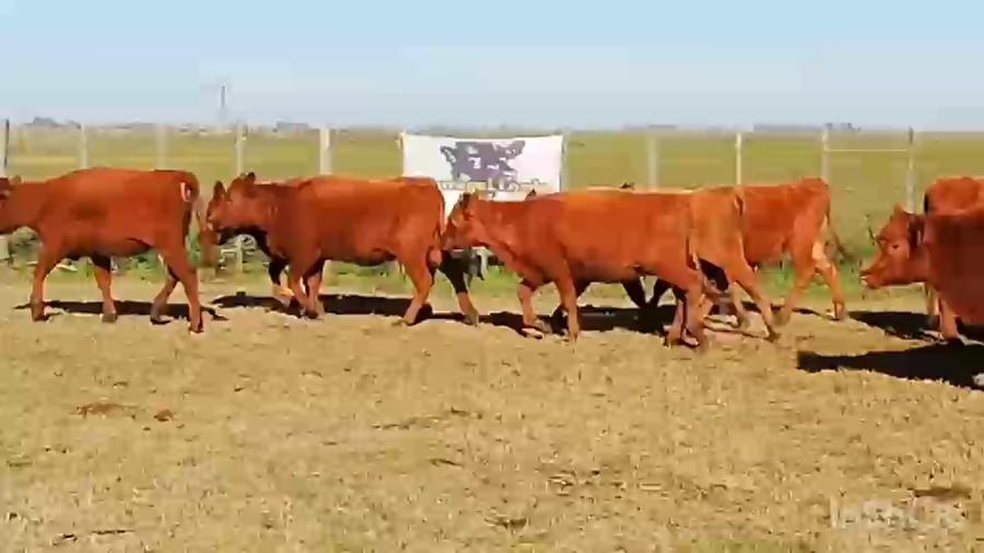 Lote 60 Terneras