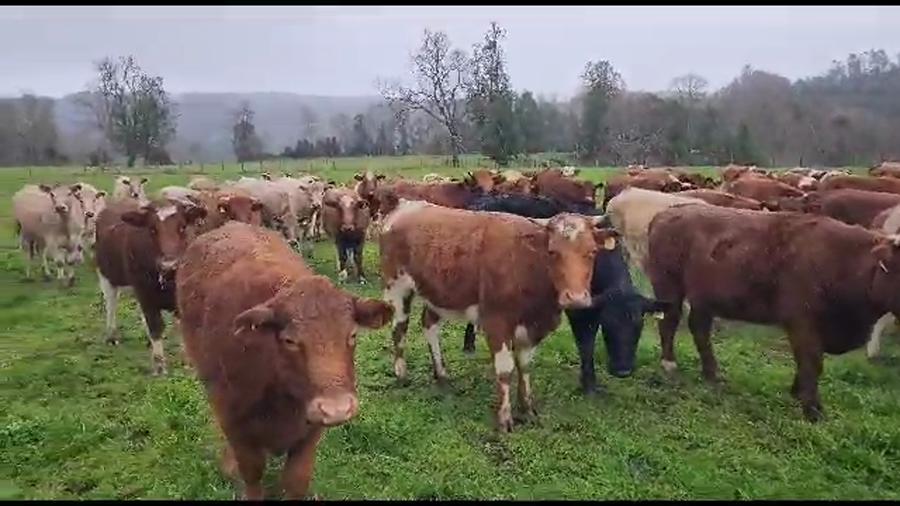 Lote 85 Vaquilla Engorda en Los Lagos, XIV Región Los Ríos