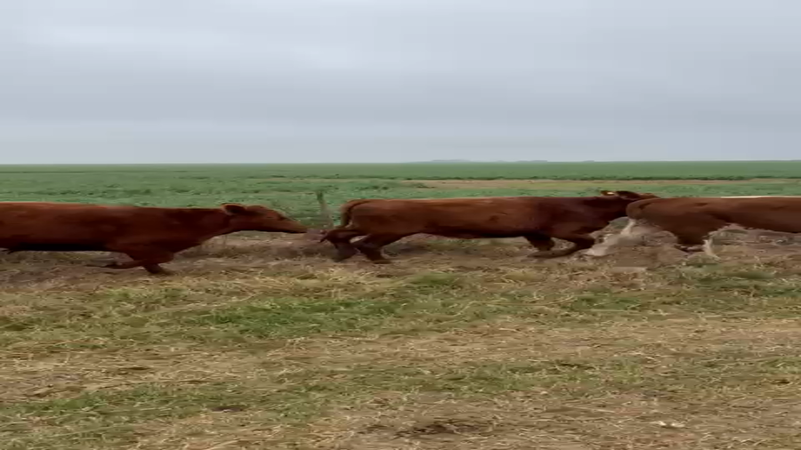 Lote 106 Novillitos