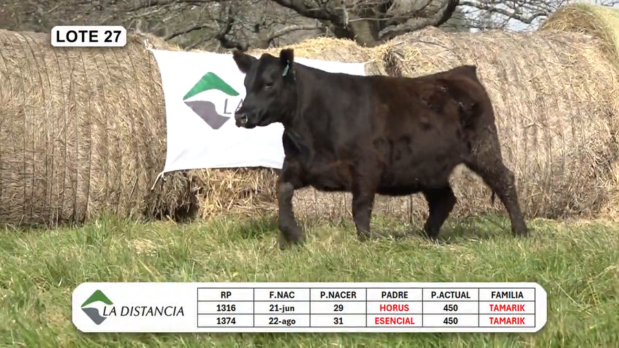 Lote HEMBRAS PEDIGREE