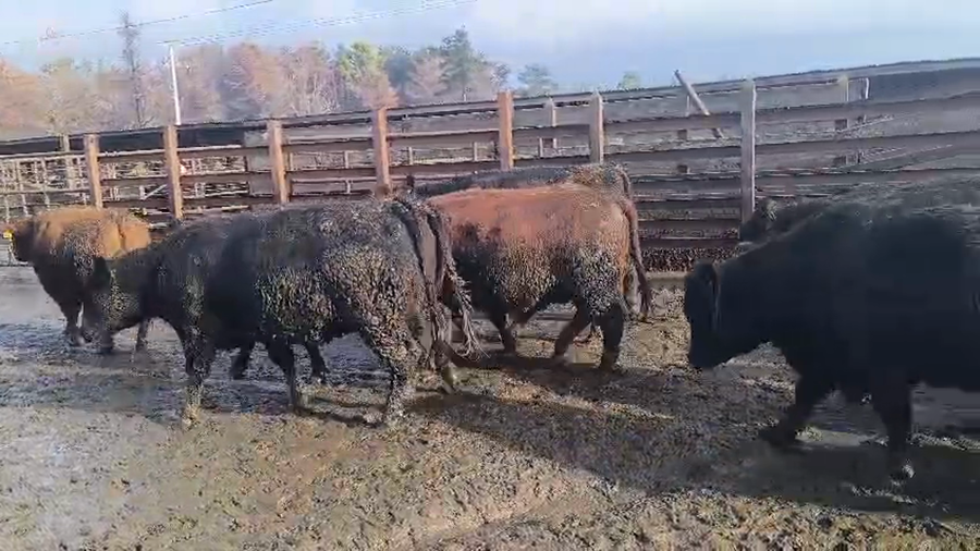 Lote 20 Vaquilla Gorda en Los Ángeles, VIII Región Biobío