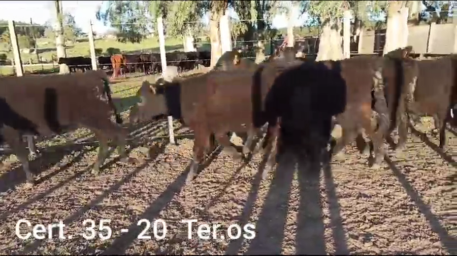 Lote TERNERAS