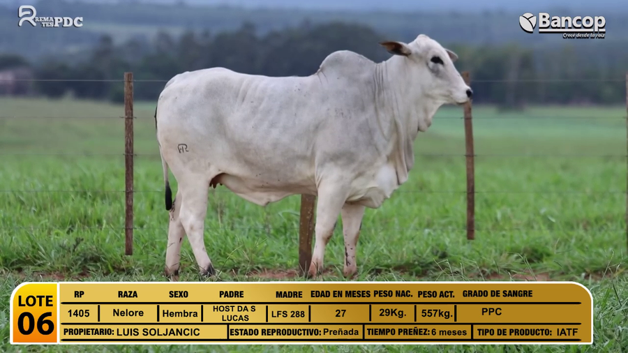 Lote Vaquillas a remate en Jueves 29 de mayo- Remates PDC, San Pedro