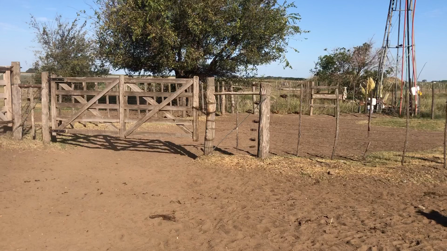 Lote 22 Terneros en Buenos Aires, América