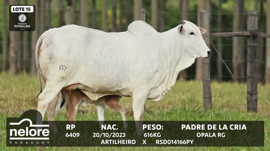 Lote LOTE 15