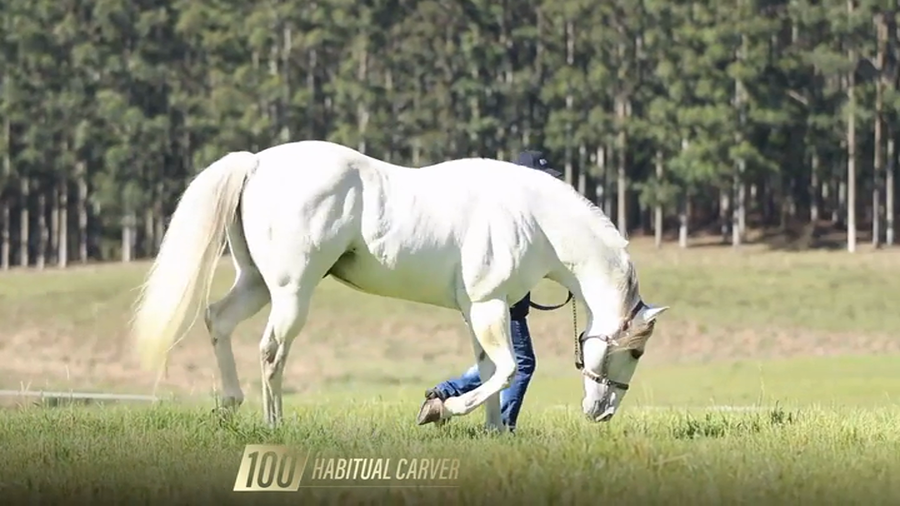 Lote Yeguarizos a remate en 6° Remate Especial de Velocidad, Montevideo