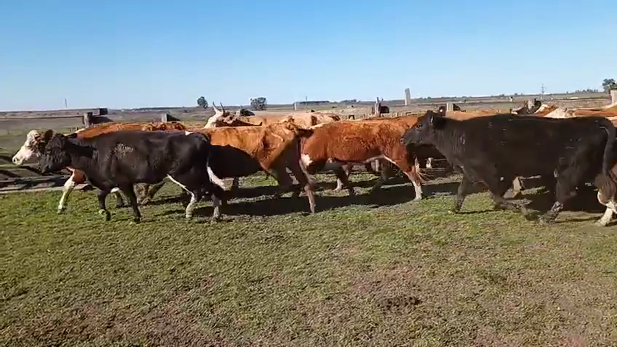 Lote 32 Vacas de invernar