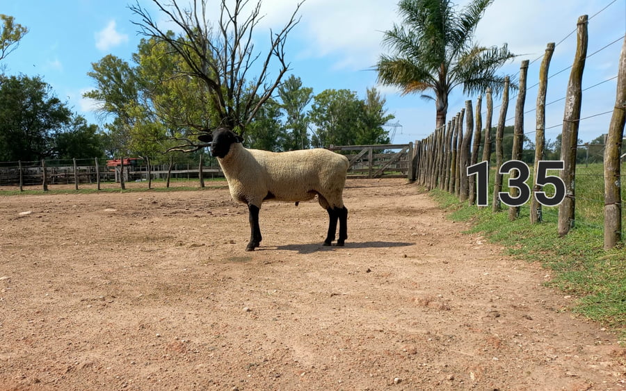 Lote 5 Borregos SUFFOLK a remate en 1° Remate Virtual BALTASAR BRUM 90kg -  en CANGÜE. RUTA 3 KM 357
