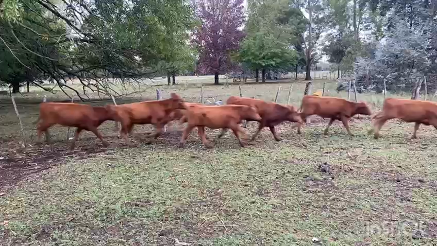 Lote 50 Terneros/as en La Plata, Buenos Aires