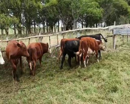 Lote NOVILLOS DE 255 A 265KG