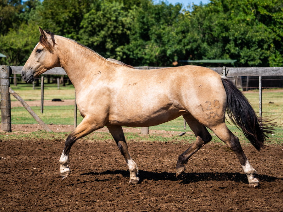 Lote DEL SIETE CURANDERA