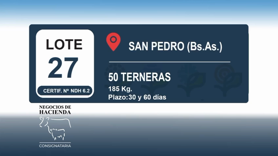 Lote 50 Terneras en Buenos Aires, San Pedro