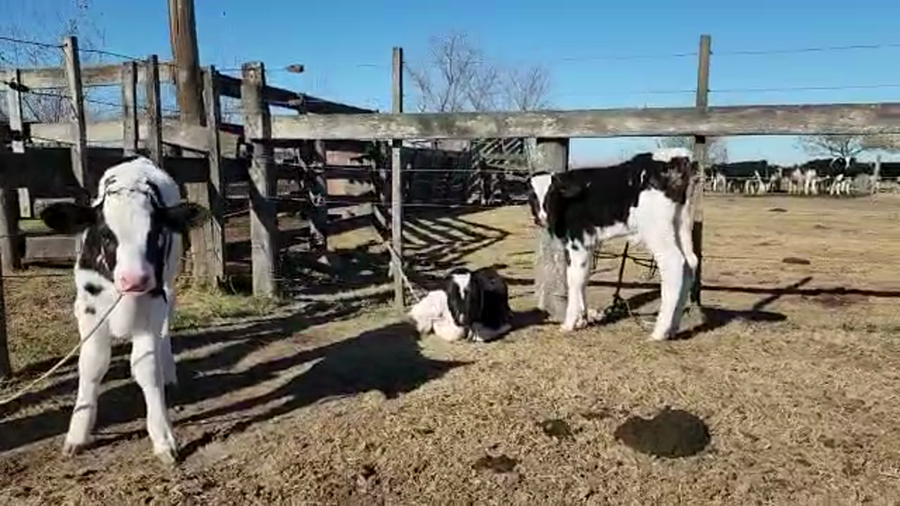 Lote Est. Don Osvaldo - recria