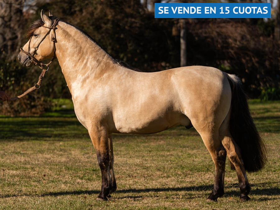 Lote SOSEGADO CHARANGO
