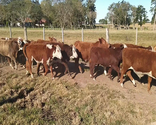 Lote 112 Terneros/as en Chavarría, Corrientes