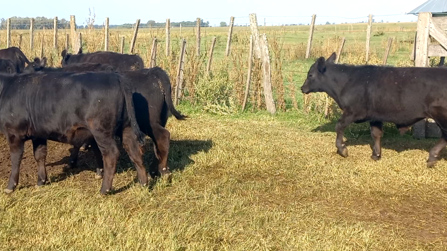 Lote 100 Terneras en Buenos Aires, Daireaux