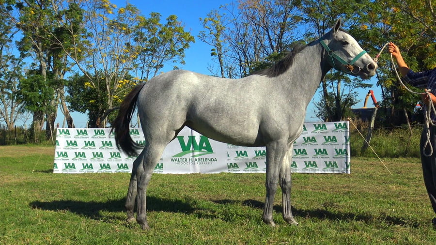 Lote ASIATIK