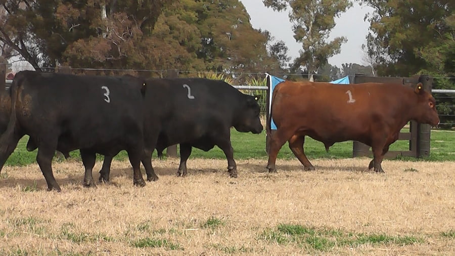 Lote TOROS ANGUS PC