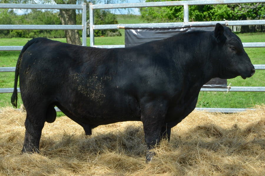 Lote 4 Toros AA a remate en Alianza Angus, Treinta y Tres