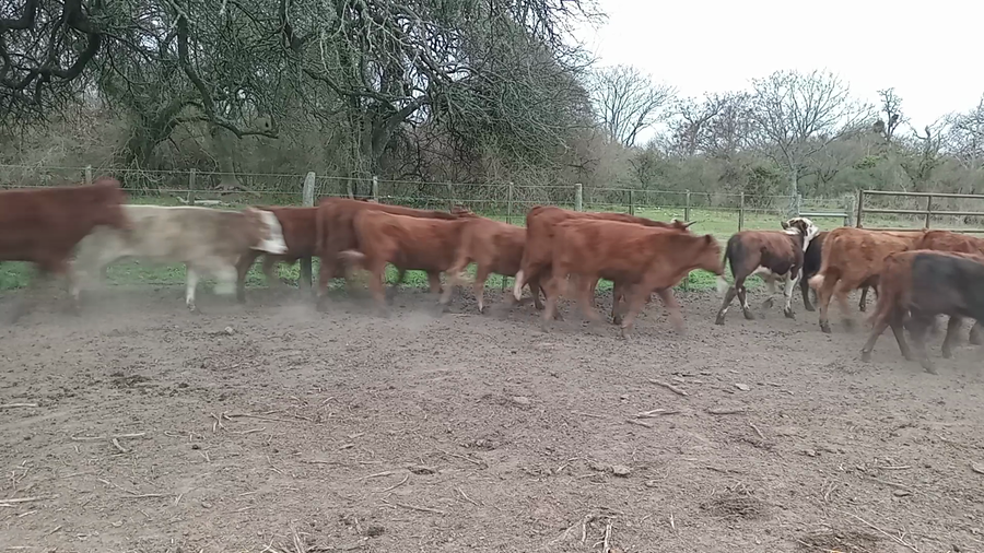 Lote 60 Terneros Brangus y Cruzas en Naré, Santa Fe