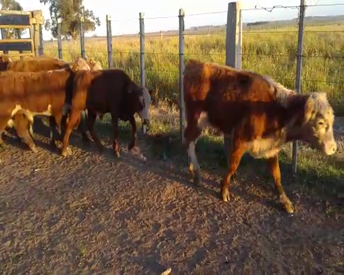 Lote 8 Terneros a remate en Feria por pantalla, San José