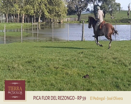 Lote Pica Flor Del Rezongo (RP 59) - Cabaña El Pedregal