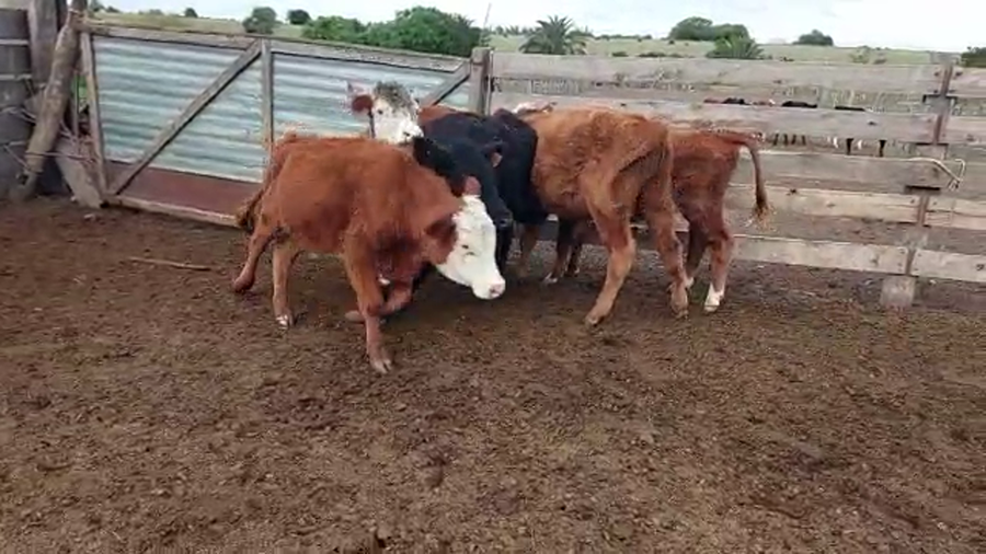 Lote 5 Terneros Angus y Hereford
