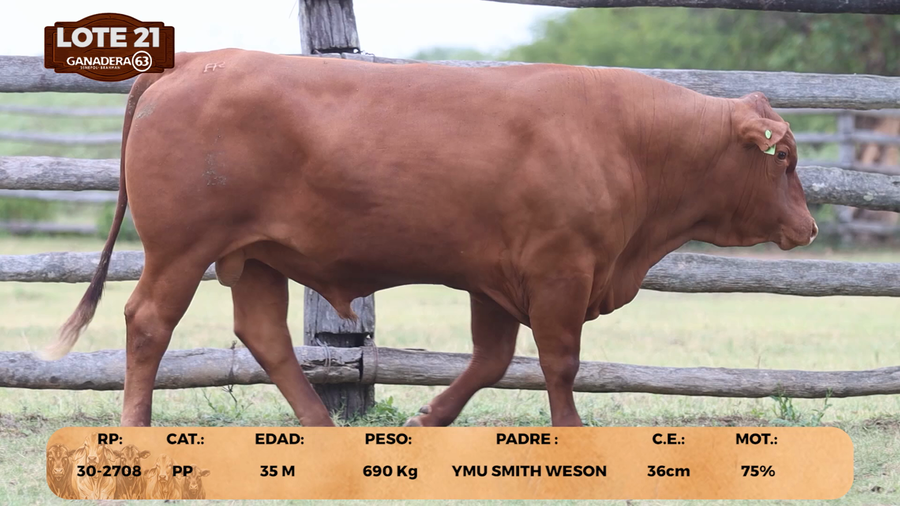 Lote LOTE 21