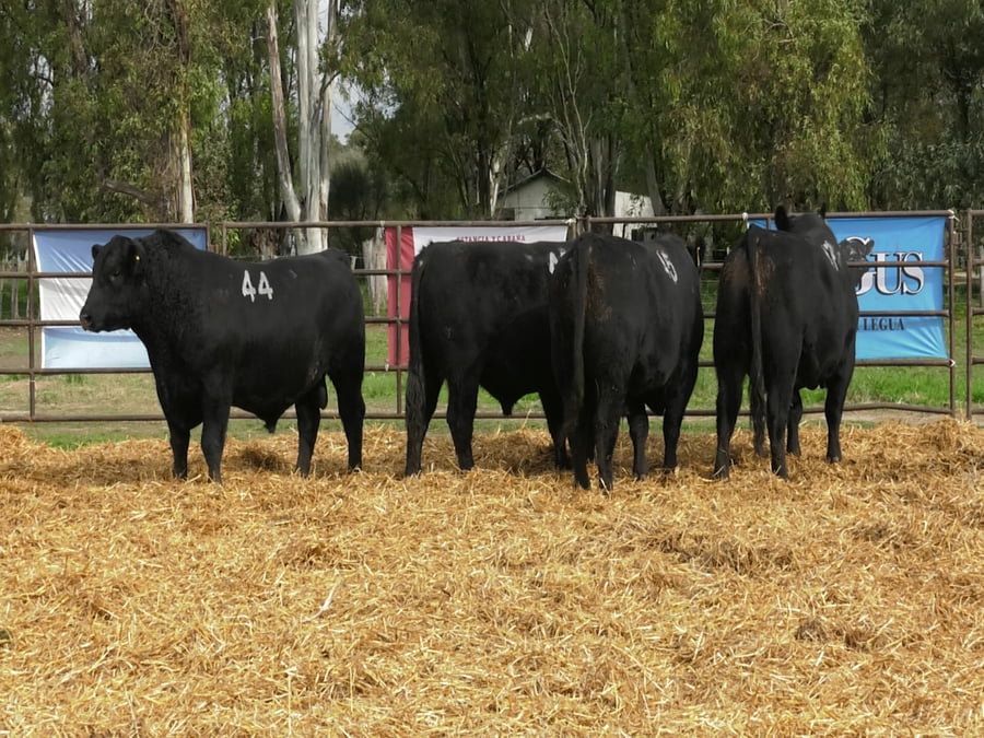 Lote TOROS ANGUS NEGROS PC