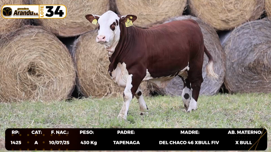 Lote LOTE 34