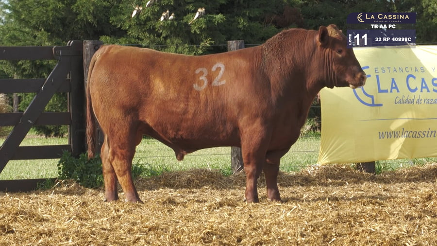 Lote TOROS ANGUS PURO CONTROLADO
