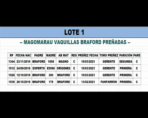 Lote Vaquillonas Preñadas Braford