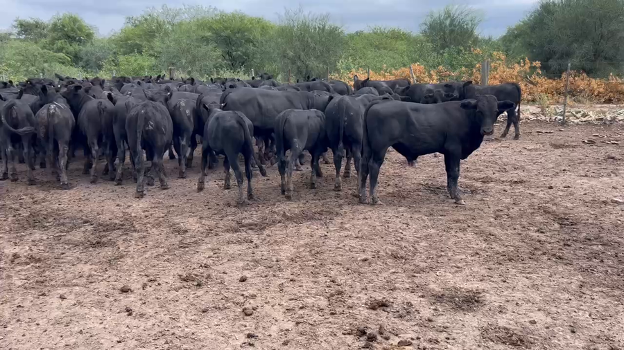 Lote 100 Terneros/as en Juan José Castelli, Chaco