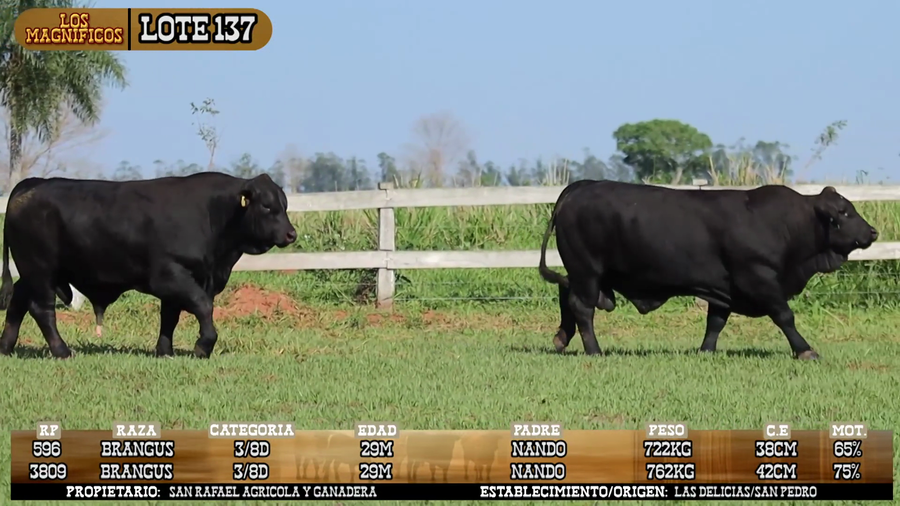 Lote LOTE 137