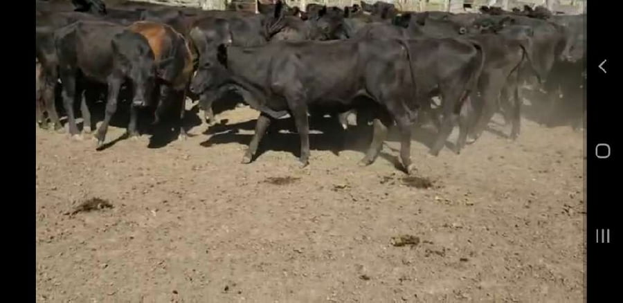 Lote 59 Terneros/as en Villaguay, Entre Ríos