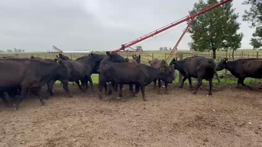 Lote 1 Vacas de invernar