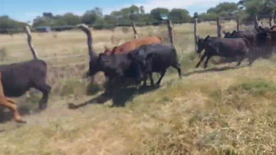 Lote 105 Novillitos en Entre Ríos, Federal