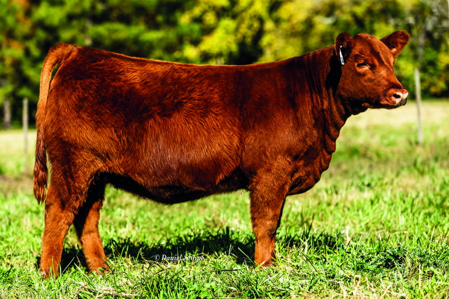 Lote TERNERAS PURAS DE PEDIGREE