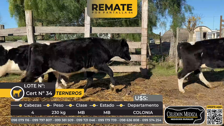 Lote 4 Terneros en San Pedro, a 15 km de  Colonia