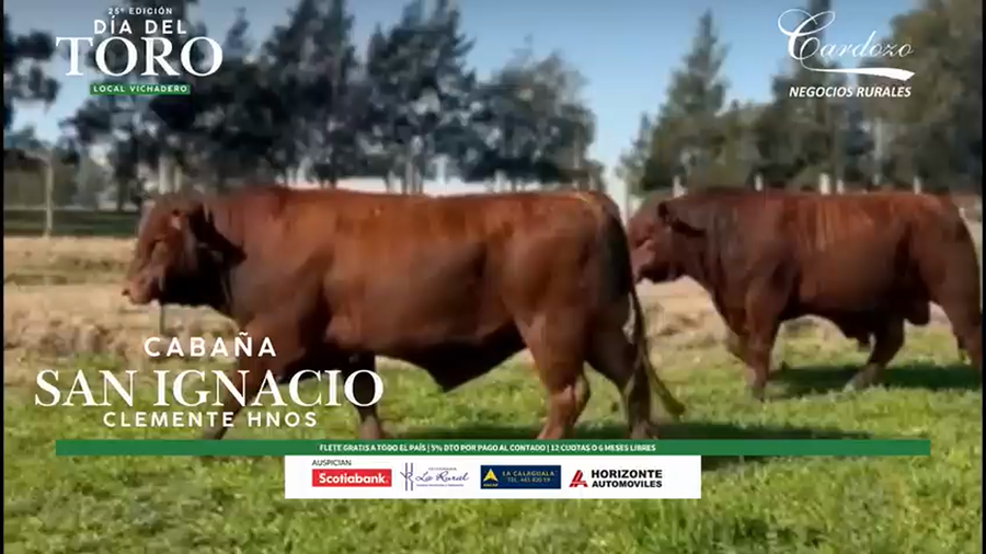 Lote San Ignacio - Brangus